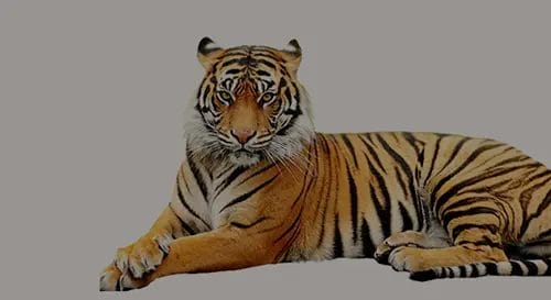 Diamond painting Tiere